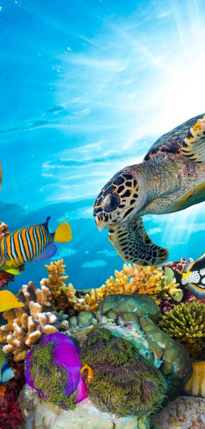 Parceria Offshore com setor Oceanografia e Ciências Biológicas 